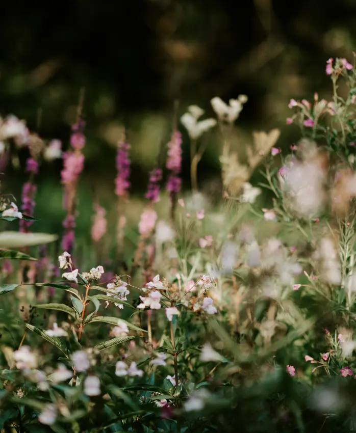 Image Of Wildflowers In A Field